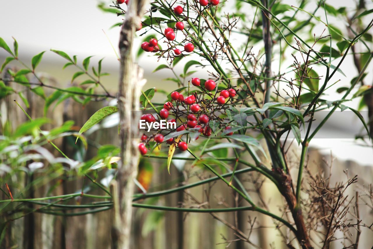 Close-up of red berries growing on tree