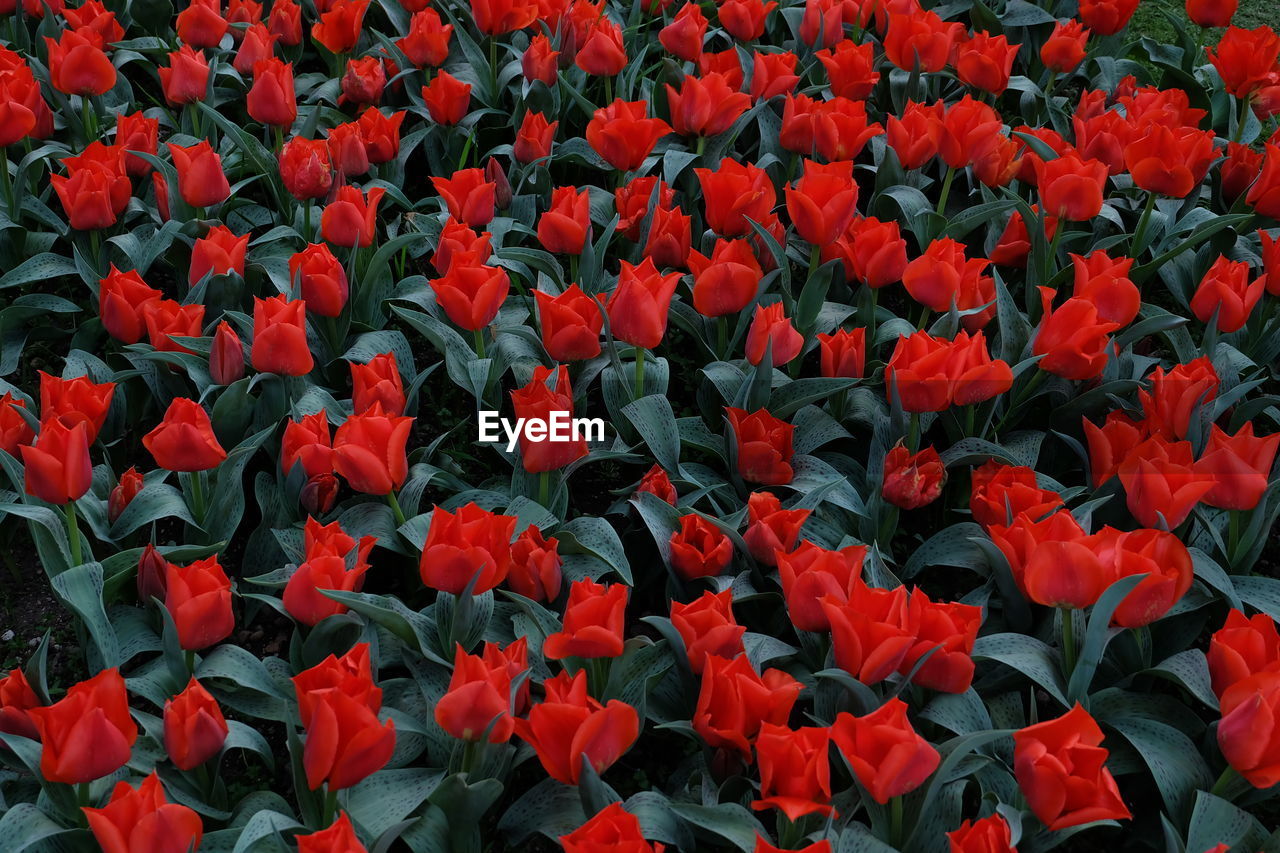 Full frame shot of red tulips on field