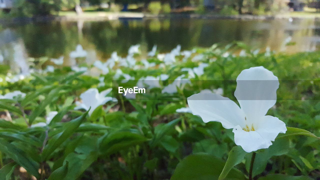 CLOSE-UP OF WHITE FLOWERS BLOOMING OUTDOORS