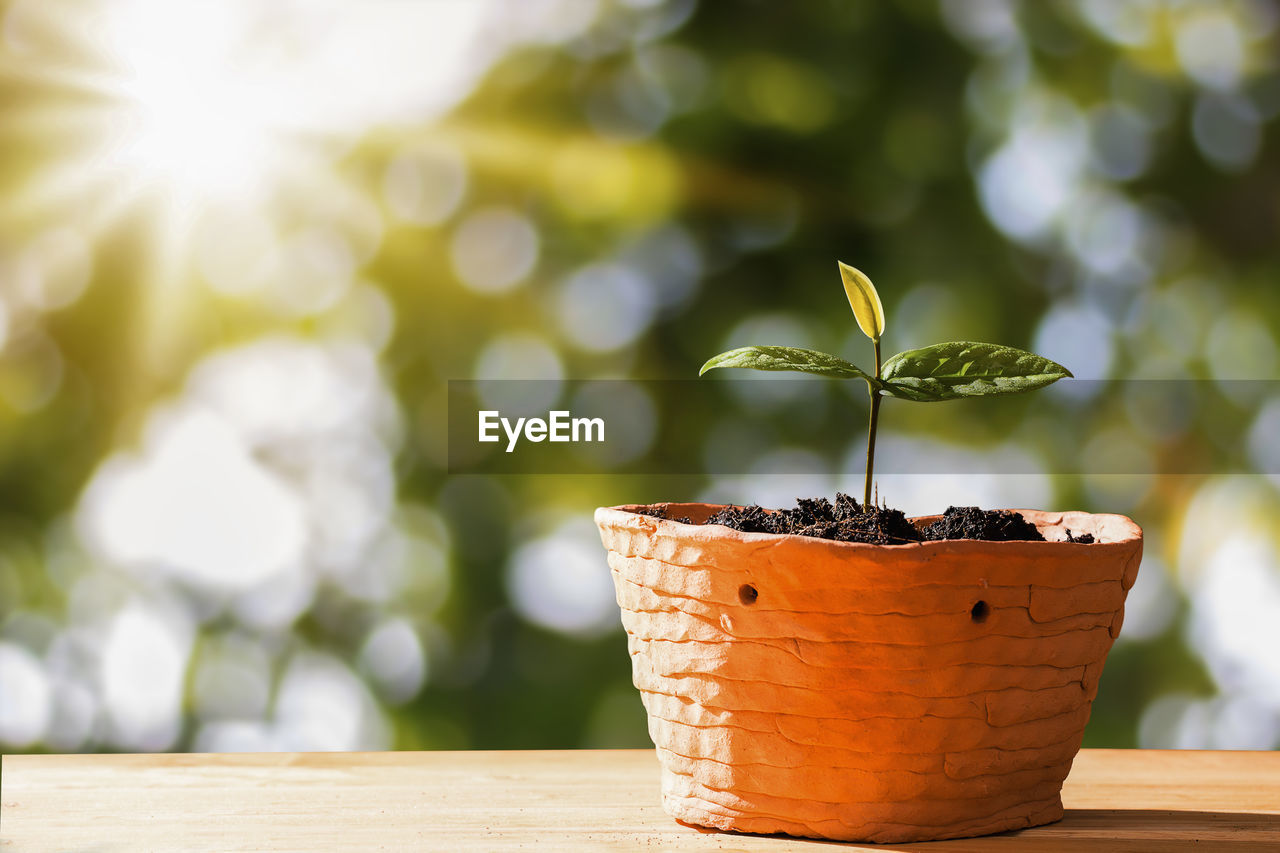 Close-up of potted plant on table