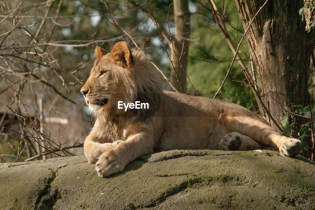 Lion relaxing on rock formation