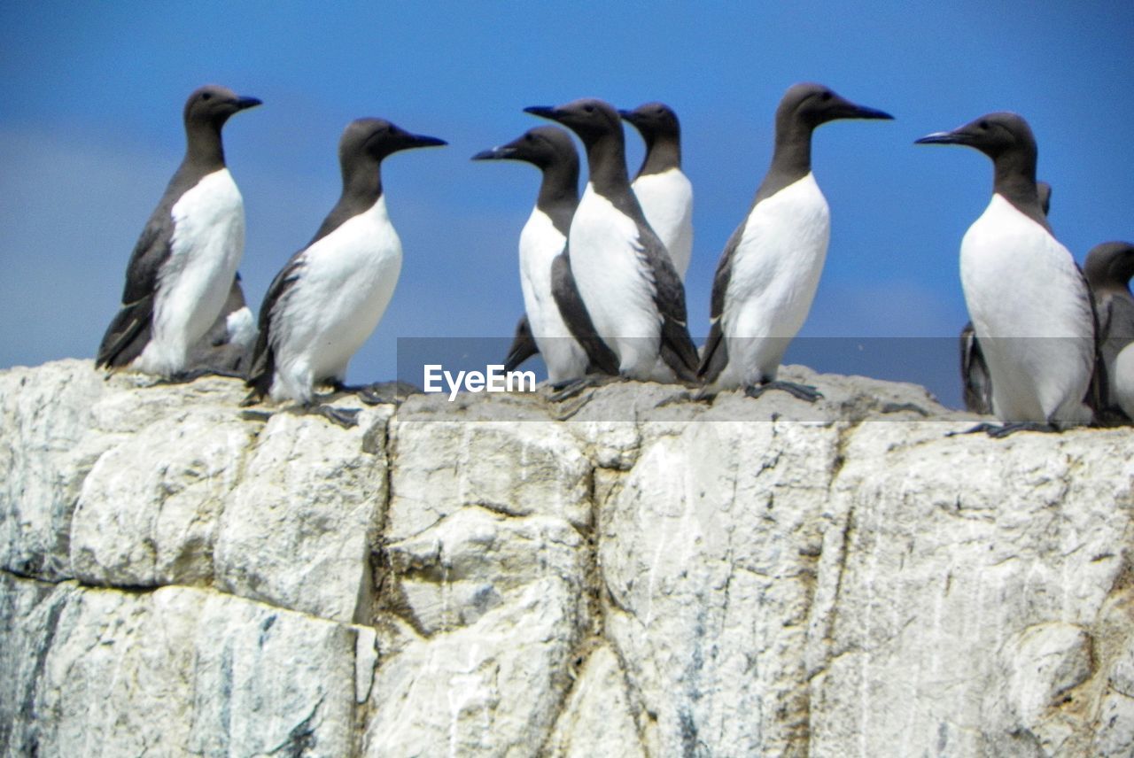 GROUP OF BIRDS ON THE WALL