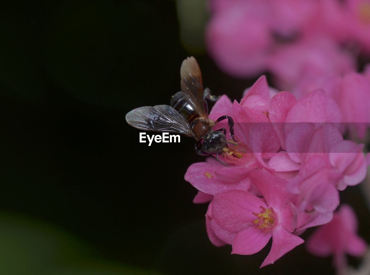 CLOSE-UP OF HONEY BEE POLLINATING ON PINK FLOWER