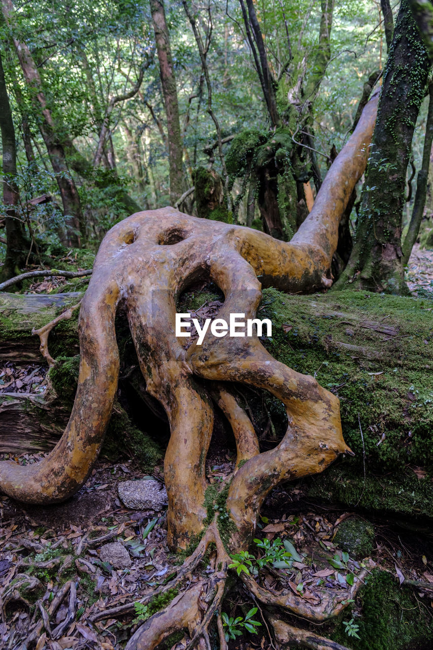 CLOSE-UP OF TREE TRUNK AT FOREST