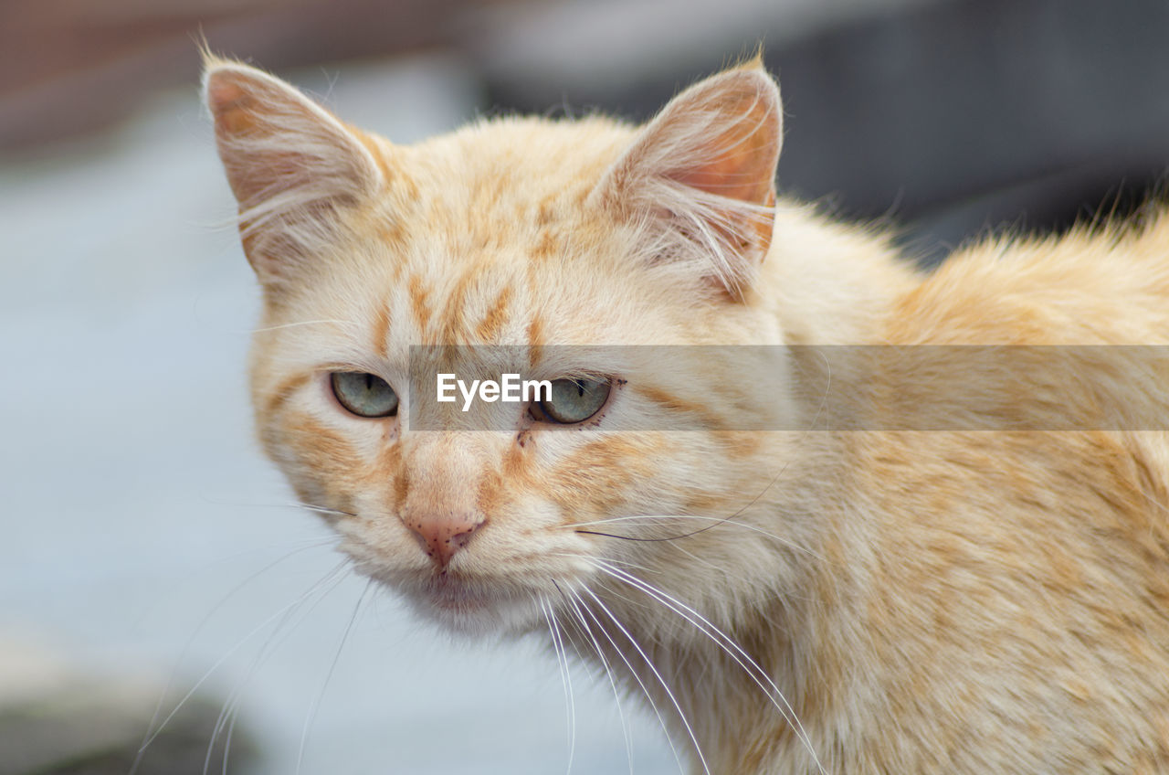 Close-up portrait of a cat