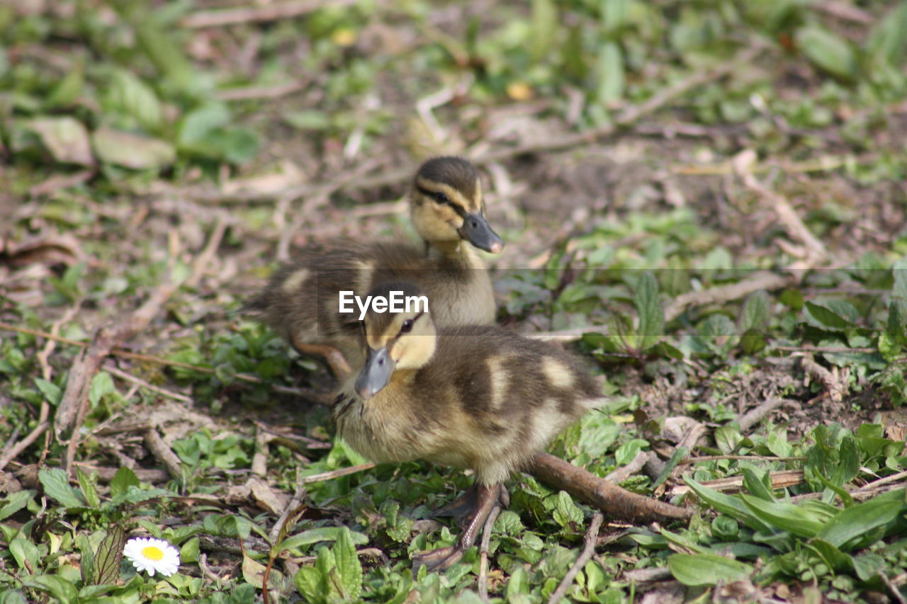 Ducklings on field