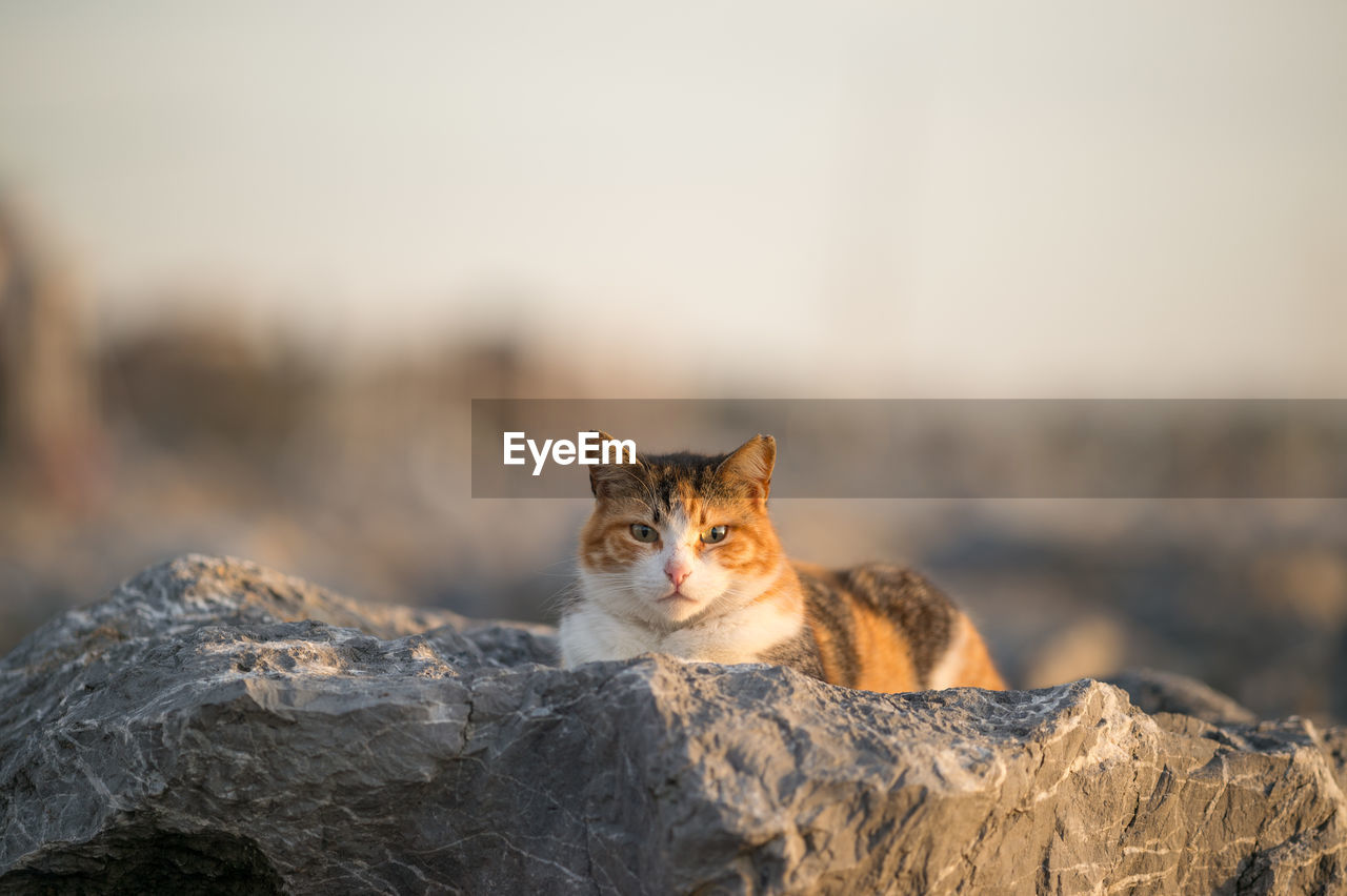 Close-up portrait of cat