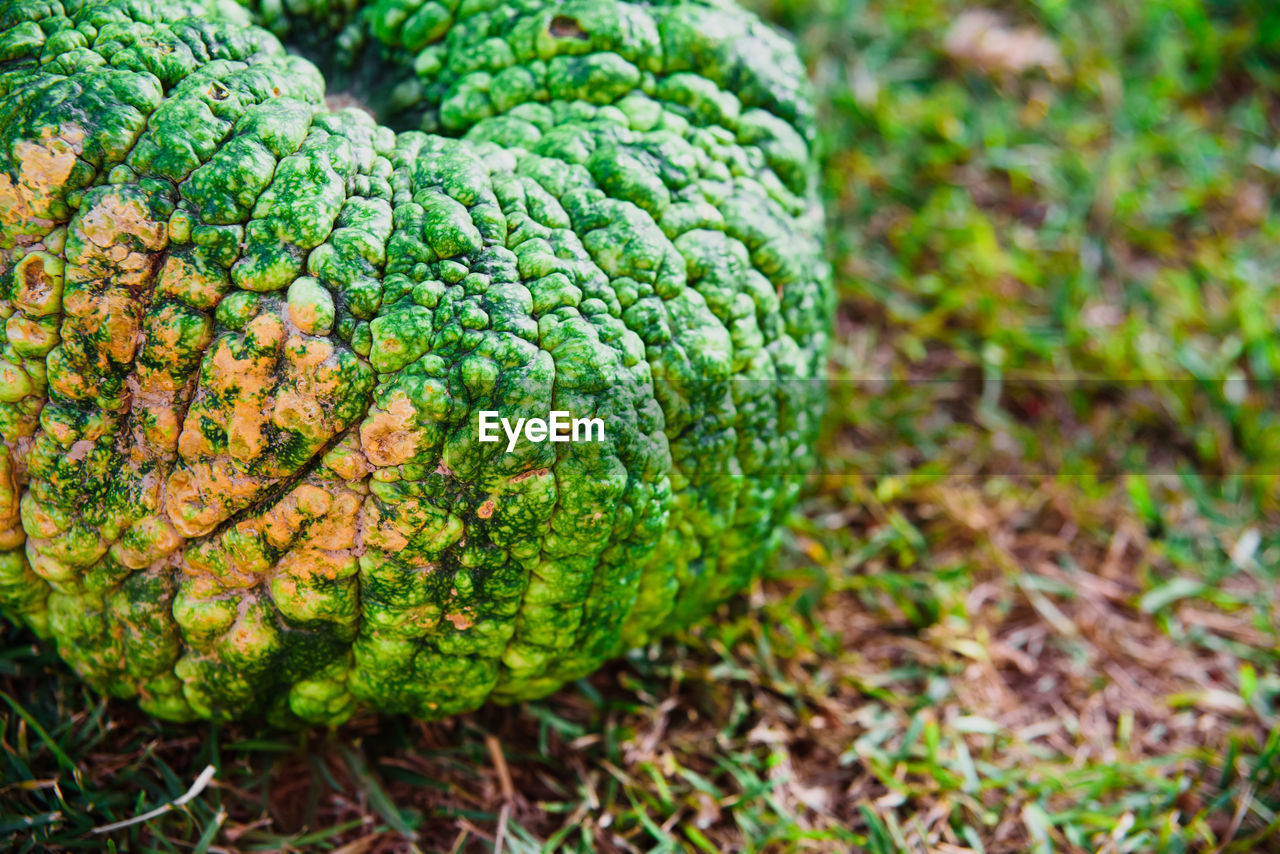 CLOSE-UP OF FRUIT GROWING IN FIELD