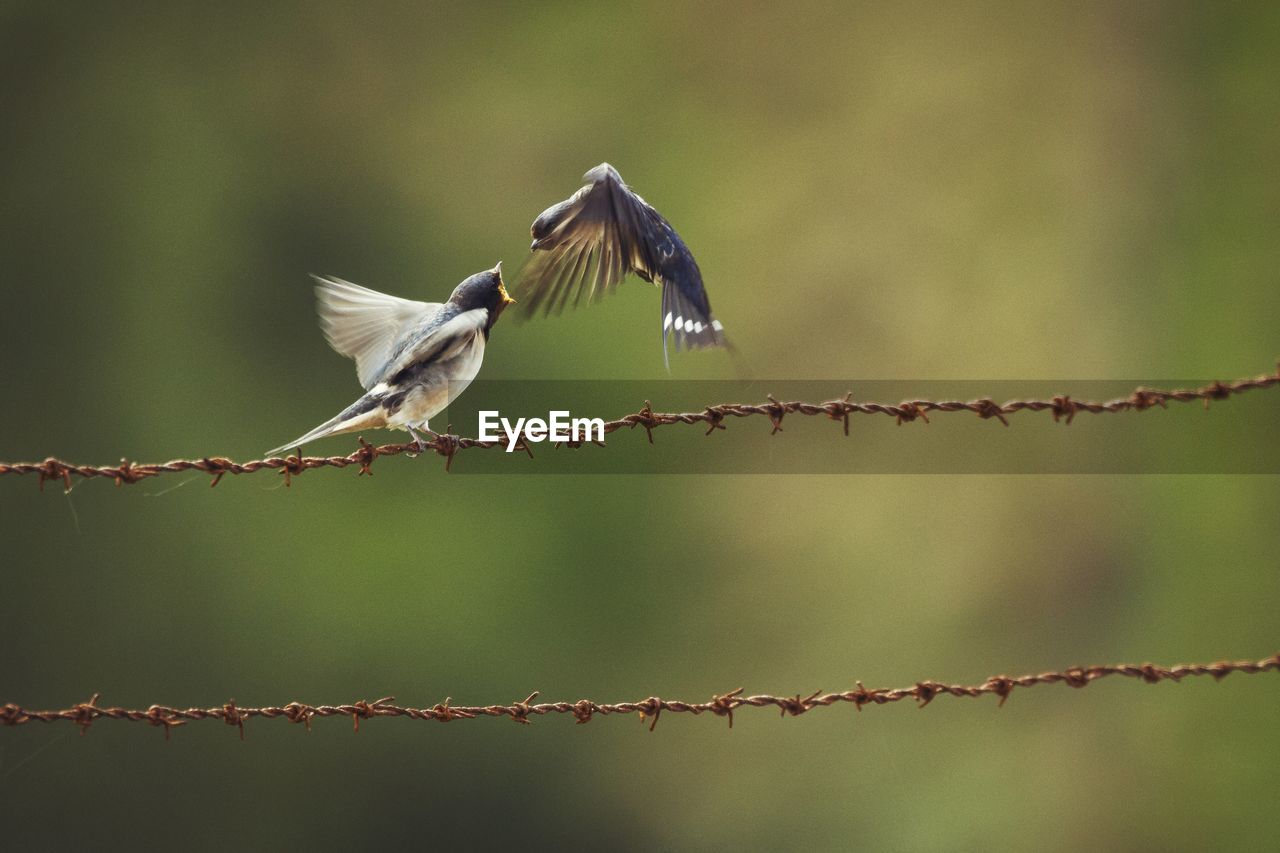 Birds perching on barbed wire 