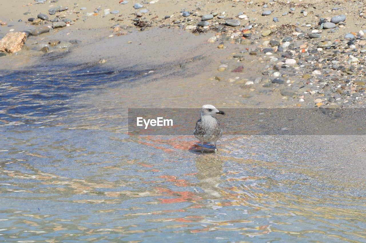 HIGH ANGLE VIEW OF SEAGULL ON BEACH