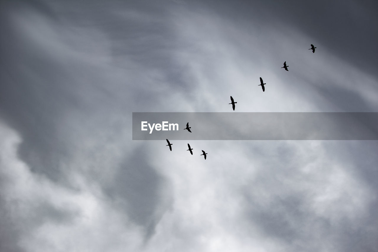 LOW ANGLE VIEW OF BIRDS FLYING AGAINST SKY