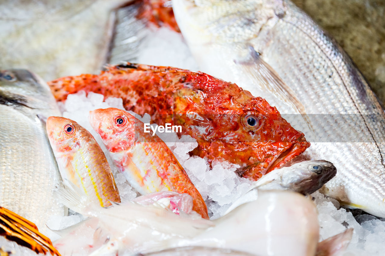 CLOSE-UP OF FISH FOR SALE