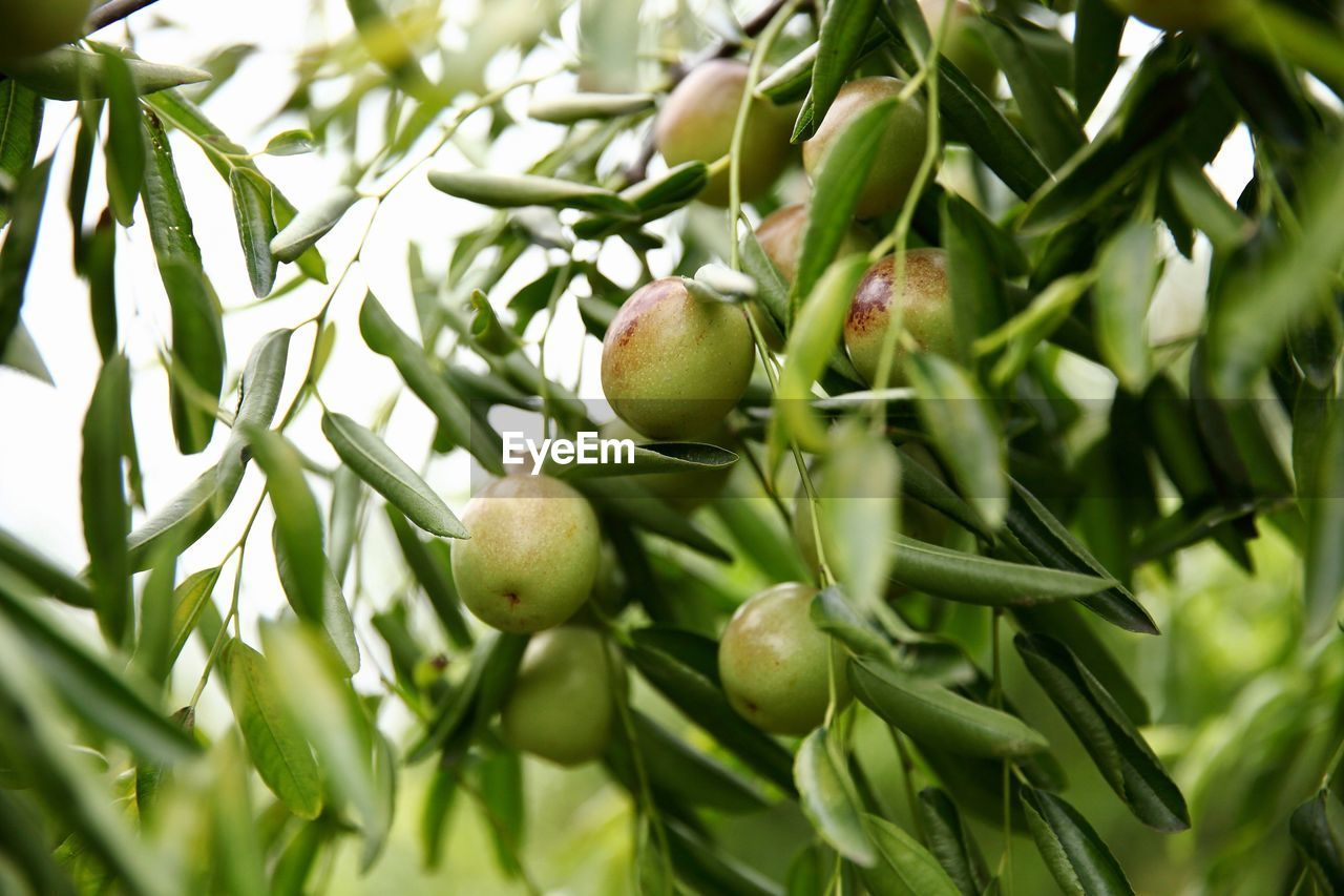 Close-up of apples on tree