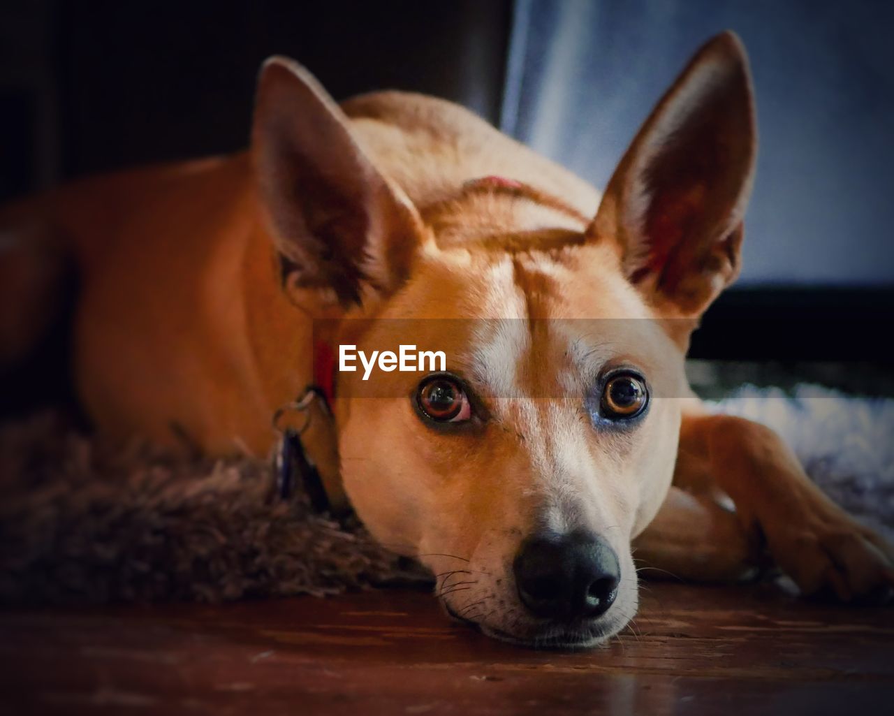 Close-up portrait of dog resting at home