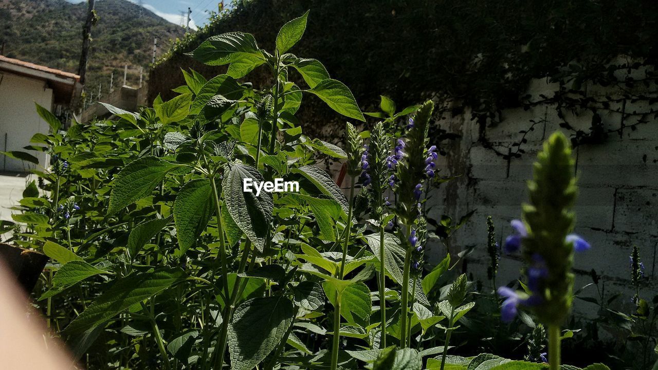 CLOSE-UP OF PLANTS