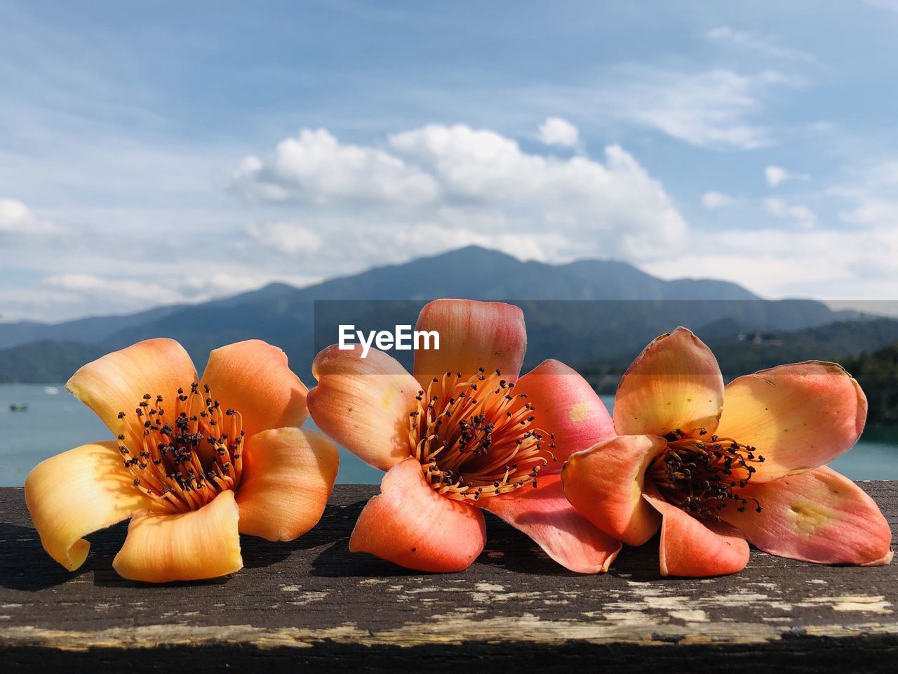 CLOSE-UP OF ORANGE FRUITS ON PLANT