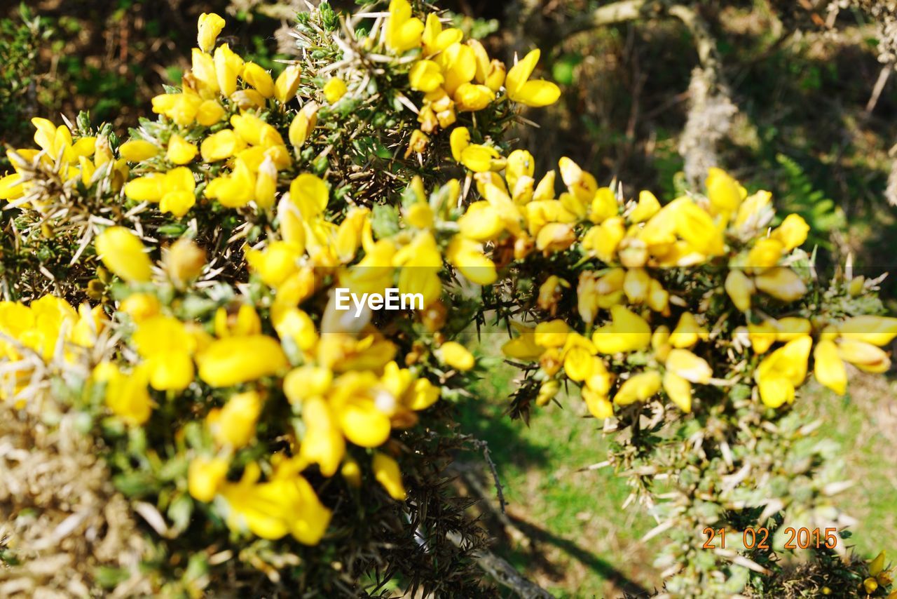 CLOSE-UP OF YELLOW FLOWERS