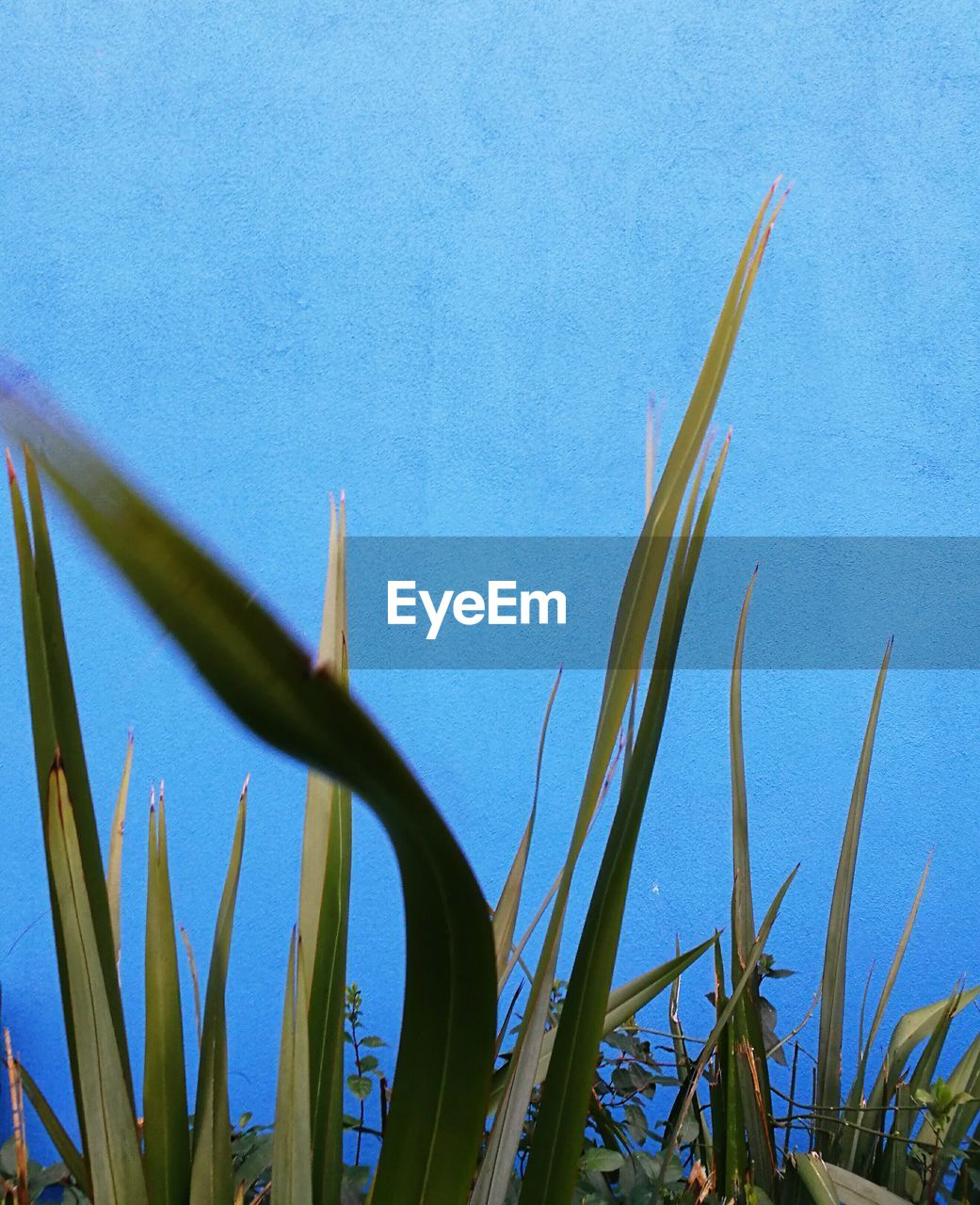 CLOSE-UP OF PLANT AGAINST CLEAR BLUE SKY