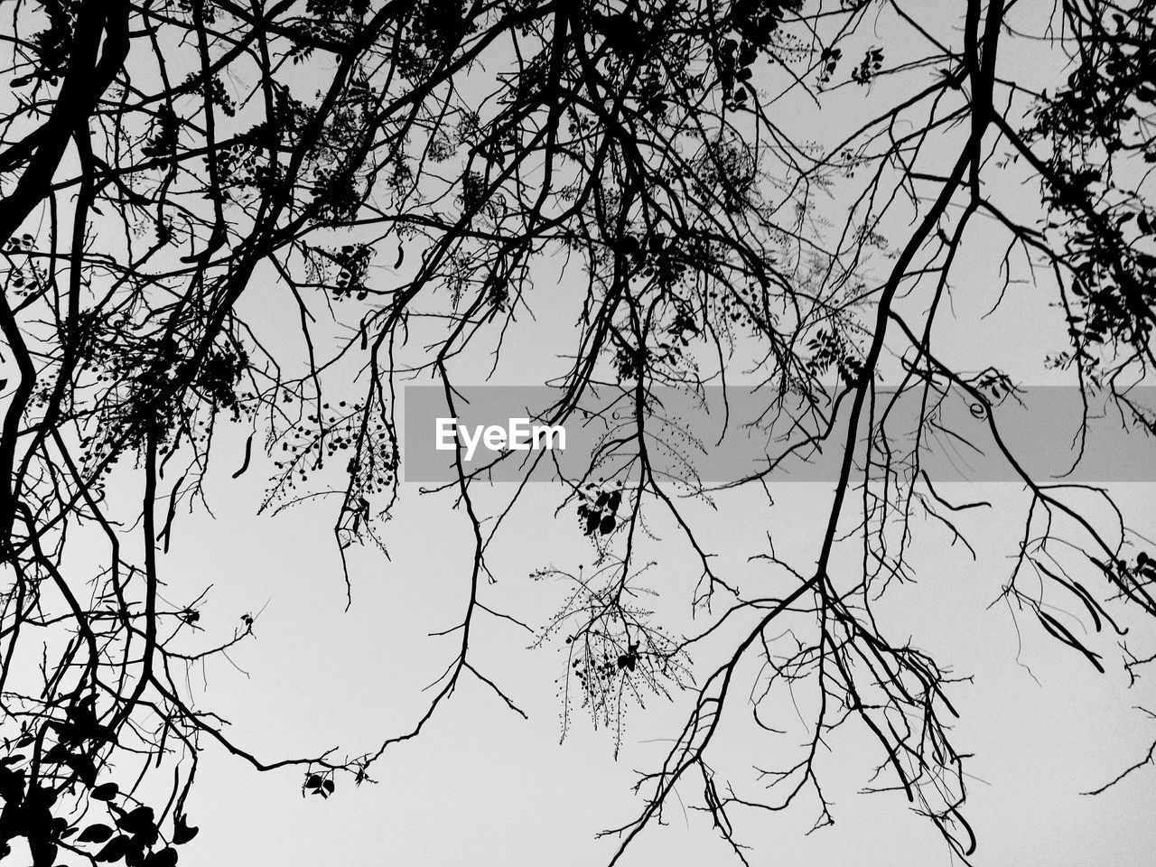 LOW ANGLE VIEW OF BARE TREE AGAINST SKY