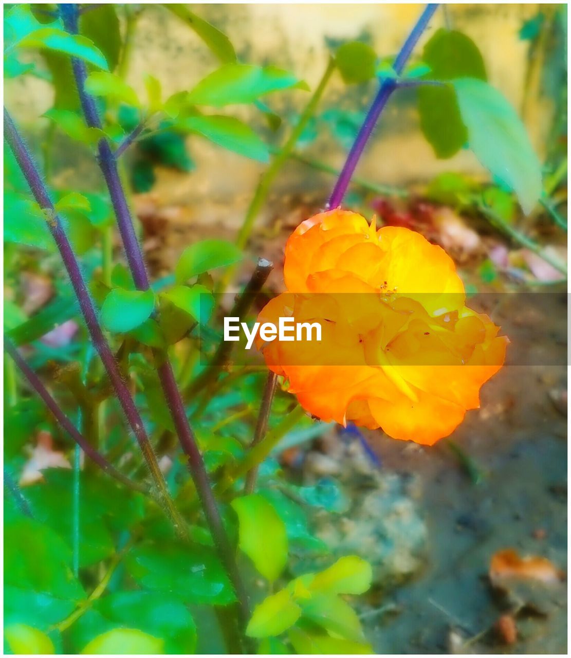 CLOSE-UP OF YELLOW FLOWERS BLOOMING