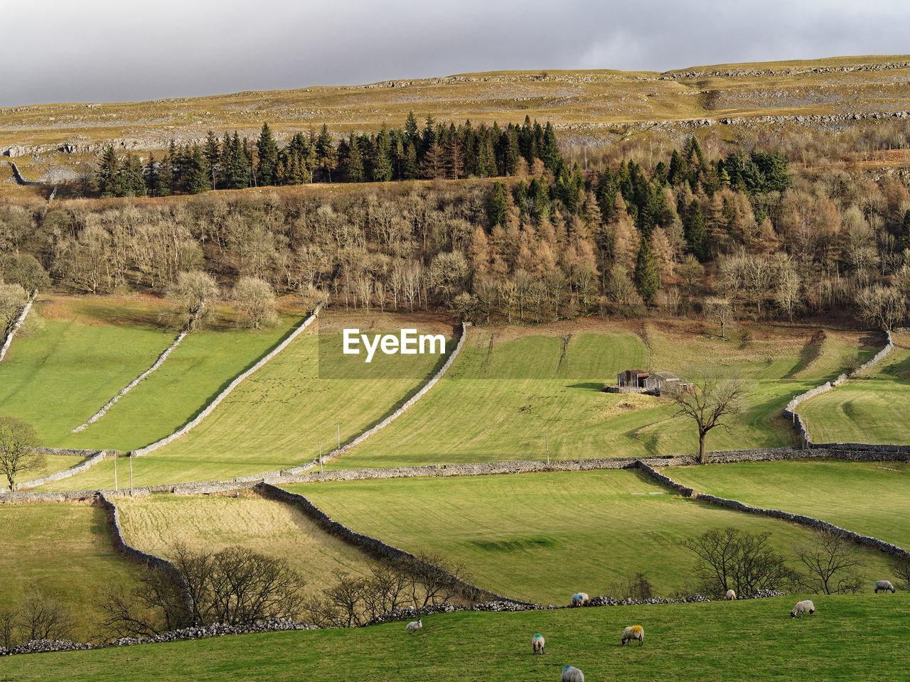 landscape, environment, land, scenics - nature, plant, nature, rural scene, agriculture, beauty in nature, hill, field, green, grass, plain, sky, plateau, tree, tranquility, no people, rural area, tranquil scene, aerial photography, non-urban scene, grassland, outdoors, farm, valley, day, travel, growth, travel destinations, pasture, cloud, idyllic, sport venue, tourism