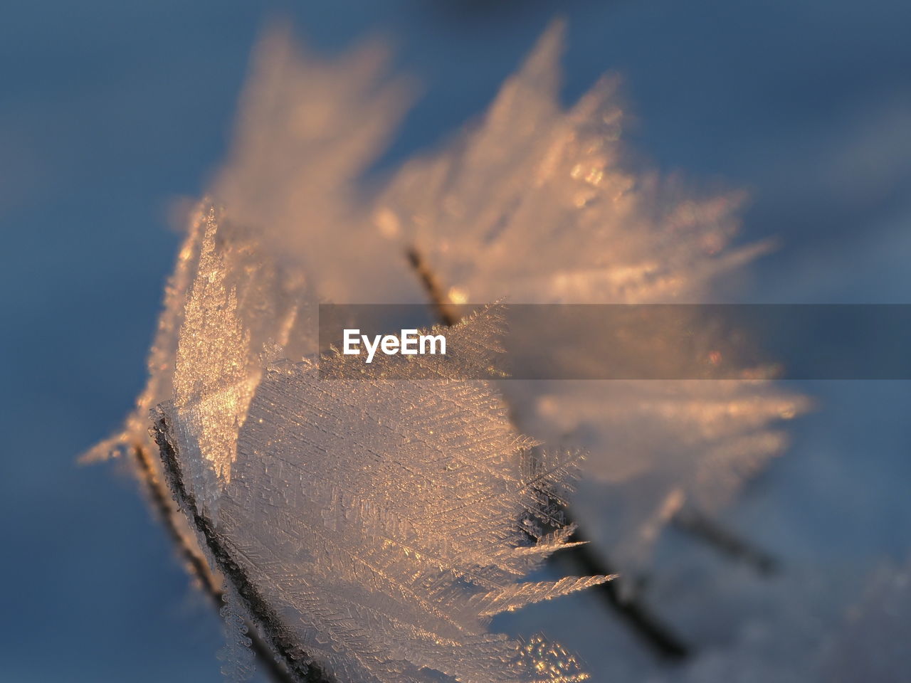 CLOSE-UP OF ICE ON PLANT