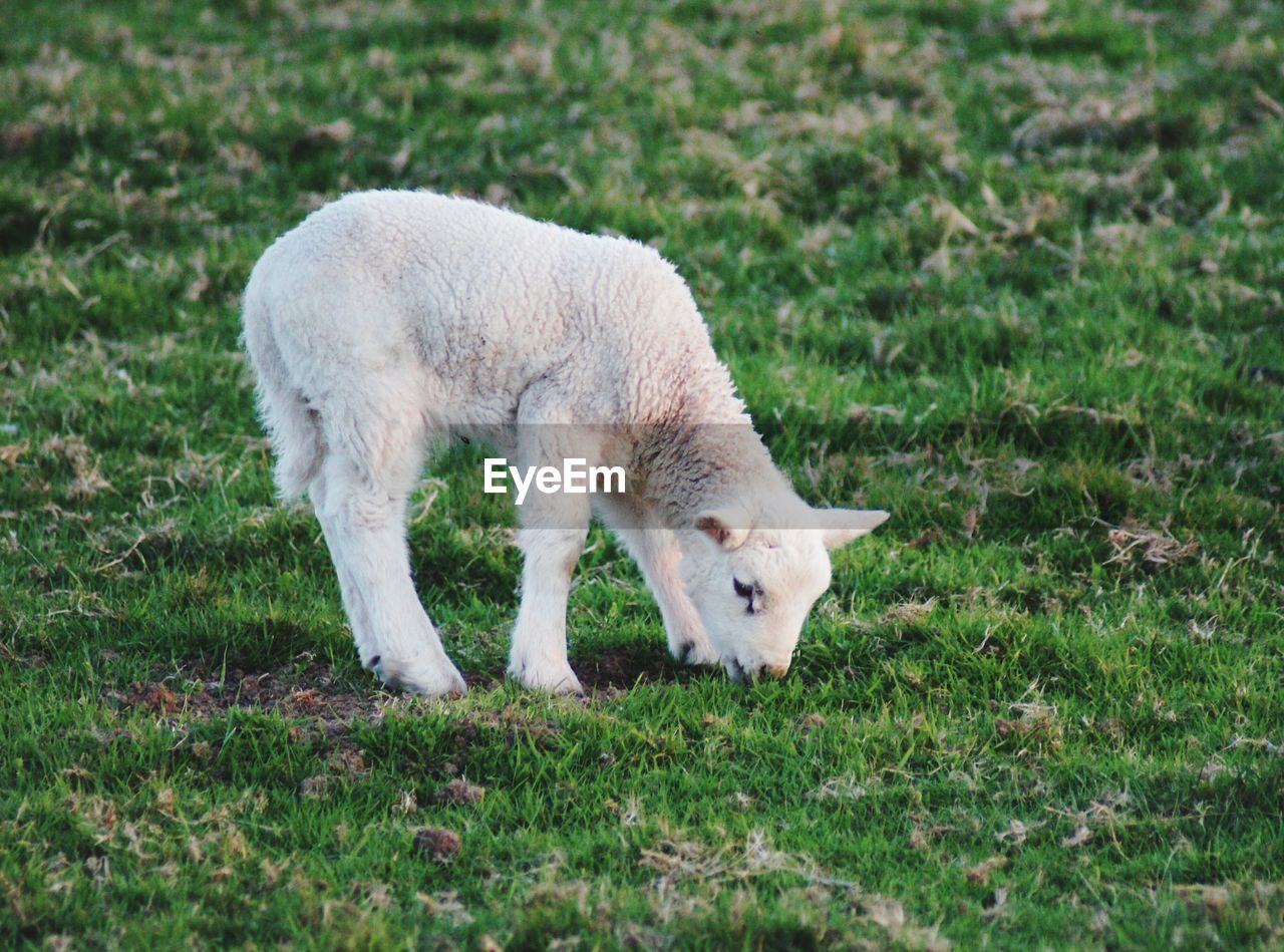 SHEEP GRAZING ON FIELD