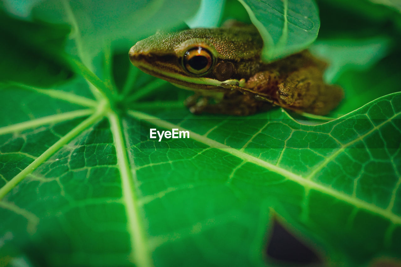 green, animal, animal themes, plant part, leaf, animal wildlife, one animal, frog, amphibian, wildlife, nature, macro photography, close-up, no people, reptile, tree frog, plant, animal body part, environment, selective focus, outdoors, insect, macro, day, true frog