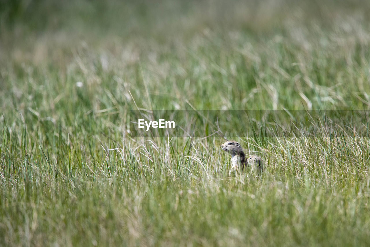 GRASS ON FIELD