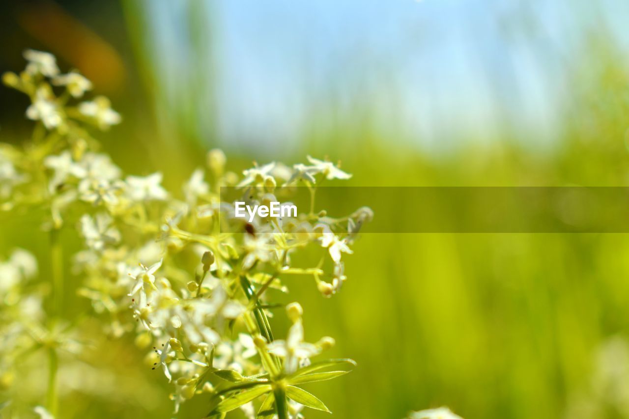 CLOSE-UP OF FLOWERING PLANT WITH LEAVES