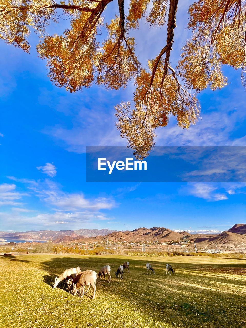 Meadow with big horn sheep 