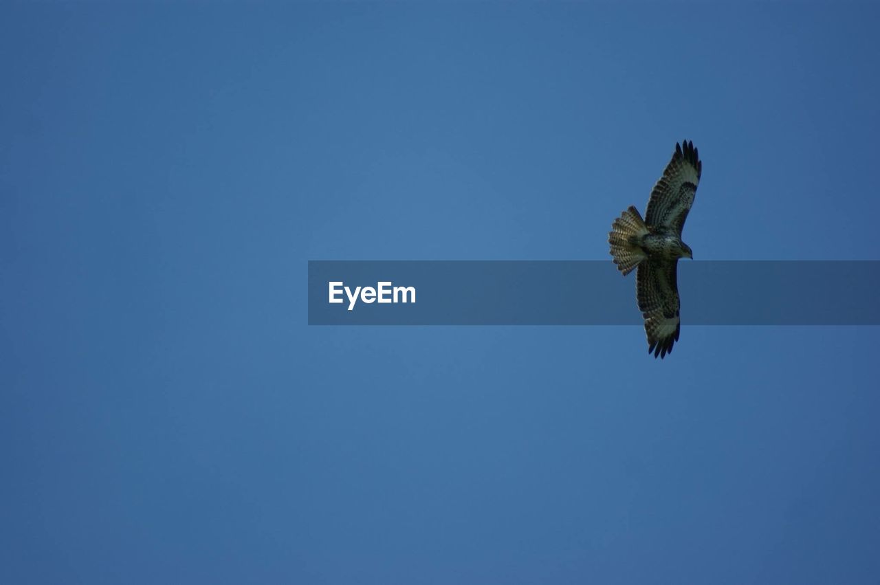 LOW ANGLE VIEW OF EAGLE FLYING IN SKY