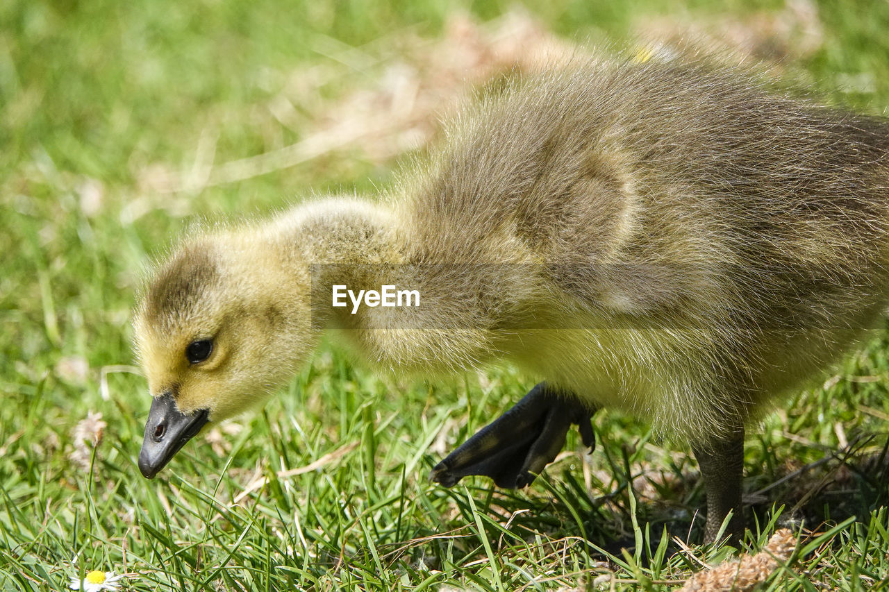 SIDE VIEW OF A BIRD