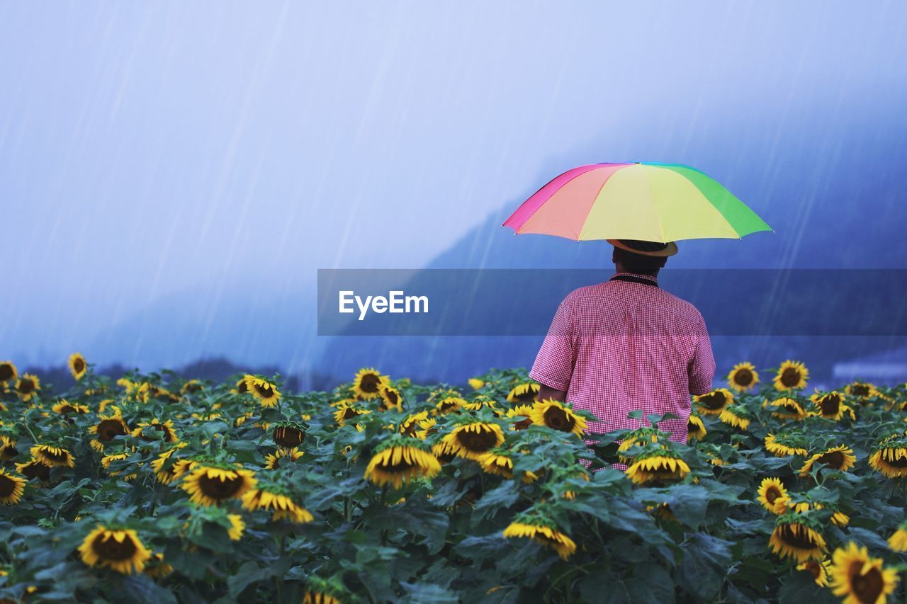 Rear view of man holding colorful umbrella while standing in sunflower field during monsoon