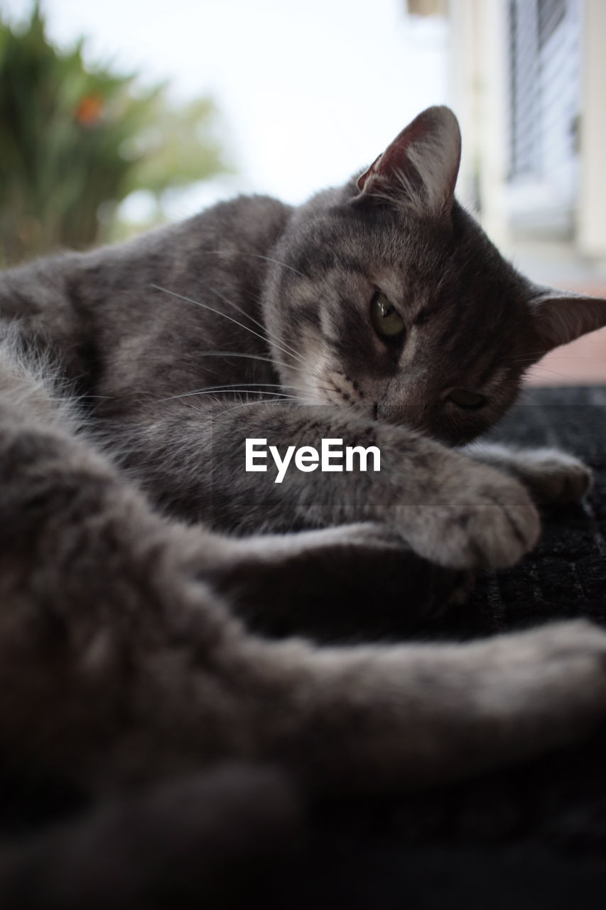 cat, animal themes, animal, mammal, pet, domestic animals, one animal, domestic cat, feline, whiskers, felidae, small to medium-sized cats, no people, close-up, animal body part, focus on foreground, carnivore, looking, indoors, selective focus, tree, portrait