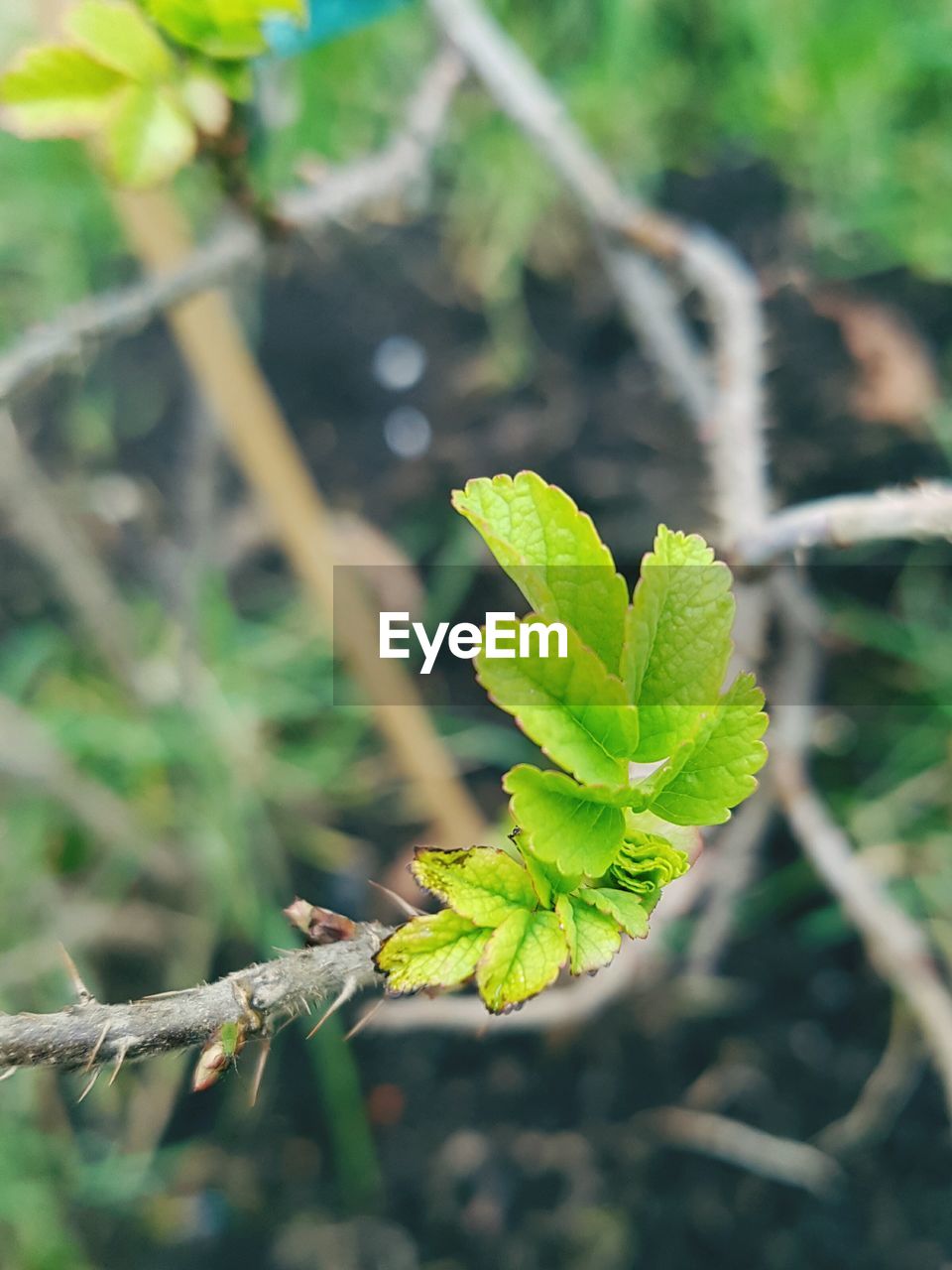 CLOSE-UP OF PLANT