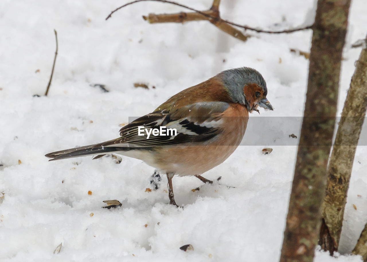 High angle view of bird perching on snow