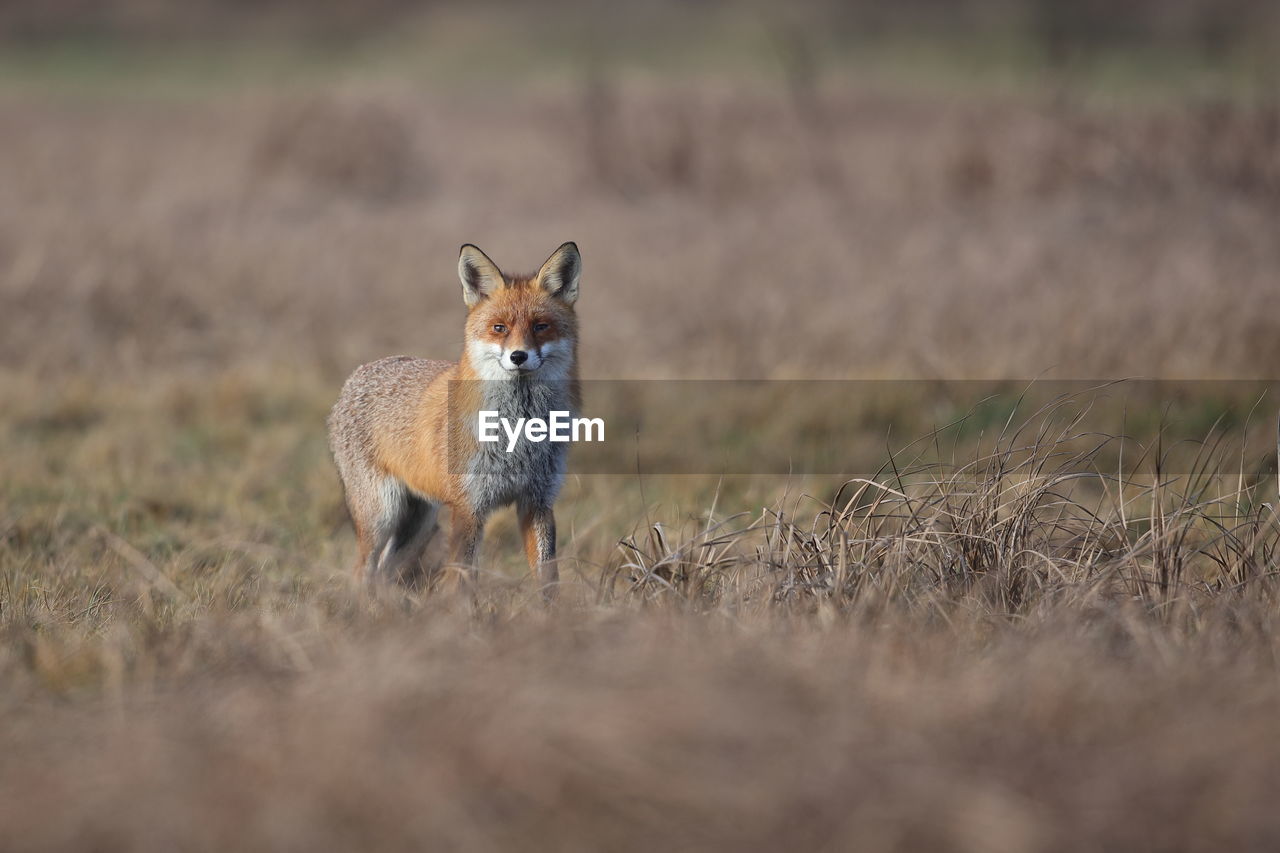 A red fox in a winter coat