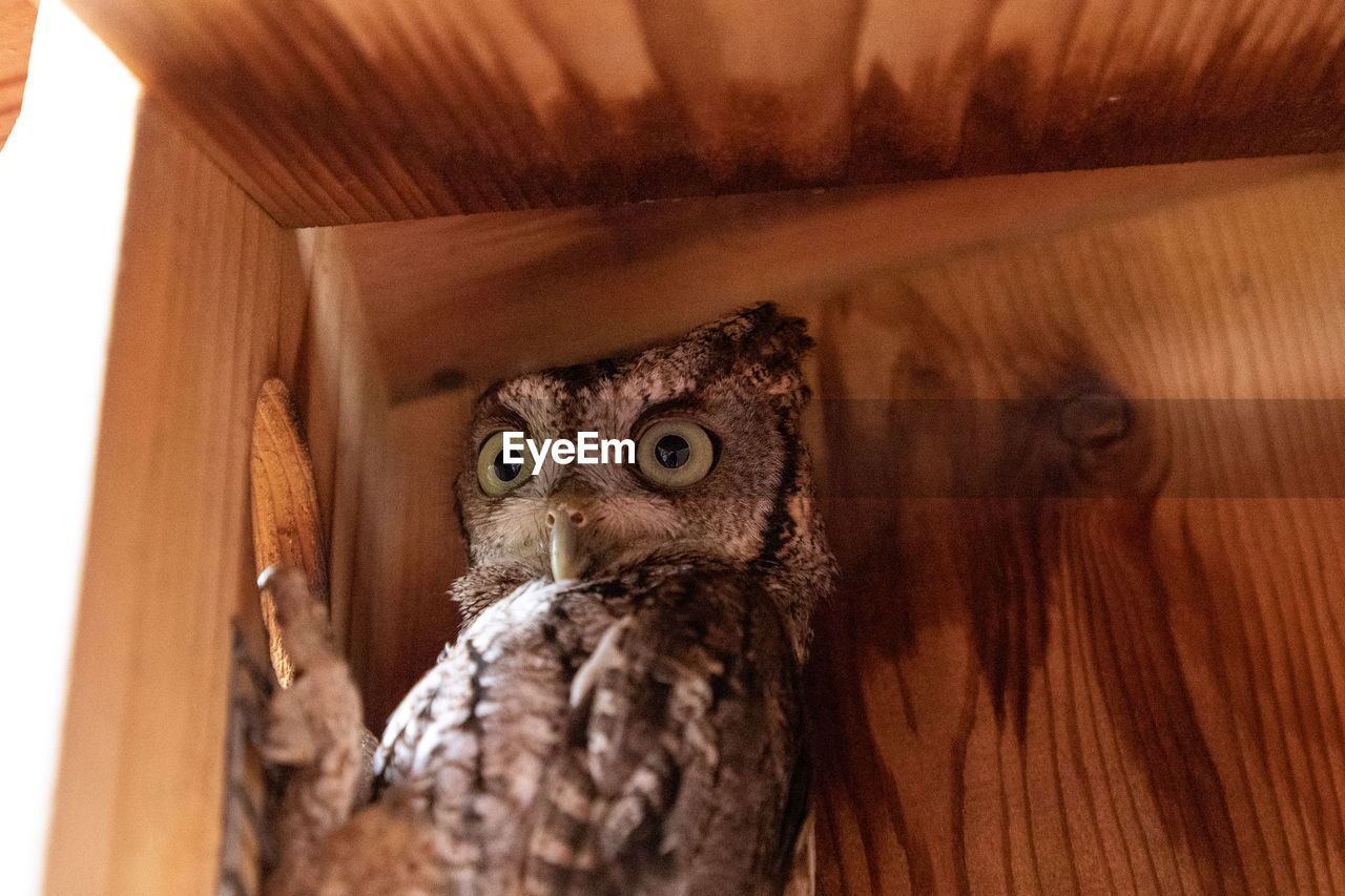 Alert female eastern screech owl megascops asio in a nest box in bonita springs, florida