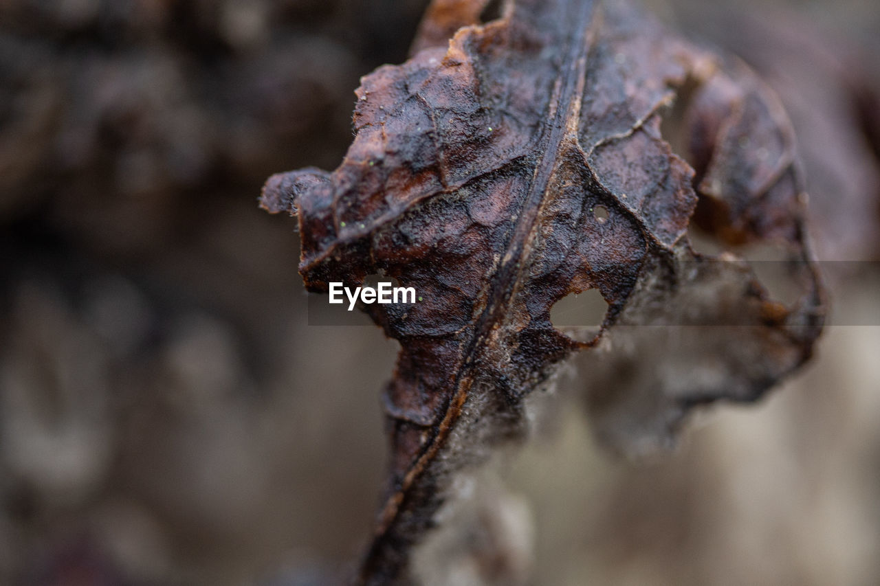 CLOSE-UP OF DRY PLANT