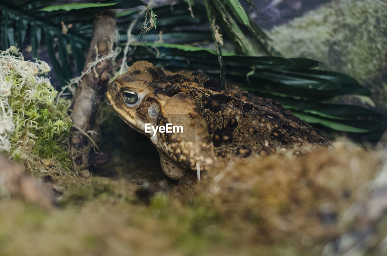 CLOSE-UP OF FROG ON ROCK IN LAND