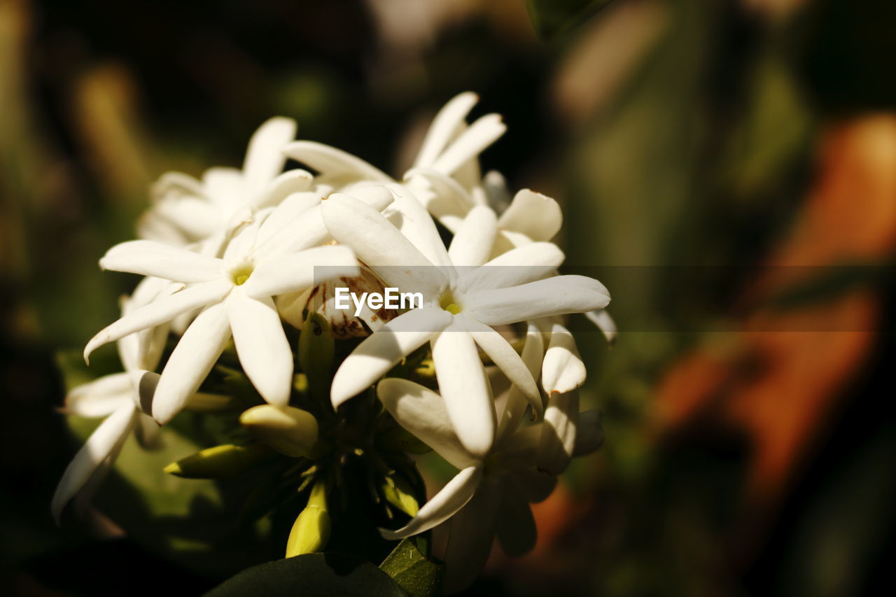 Close-up of white flowering plant