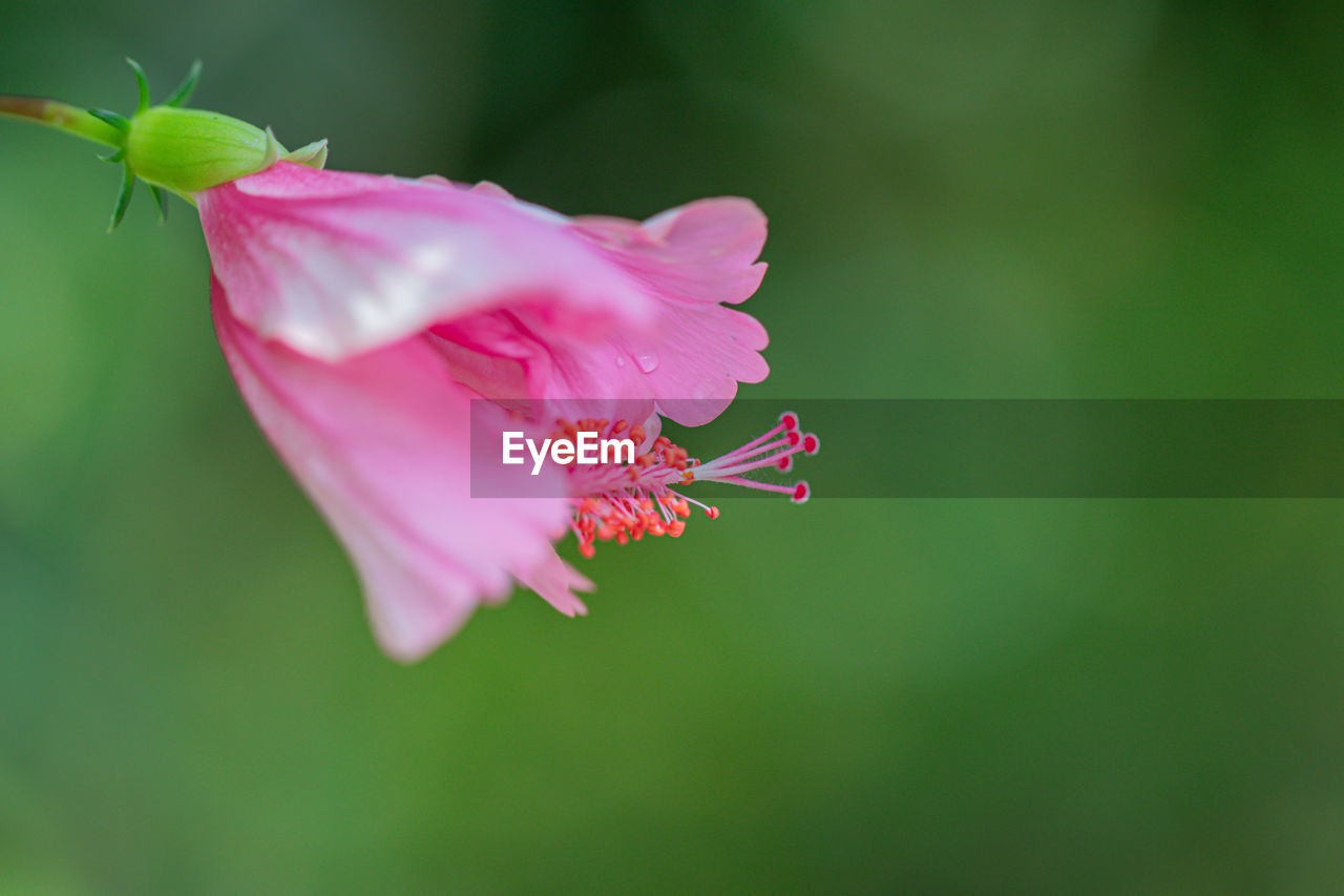 CLOSE-UP OF PINK ROSE PLANT