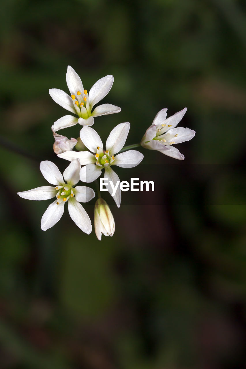 CLOSE-UP OF WHITE FLOWER BLOOMING OUTDOORS