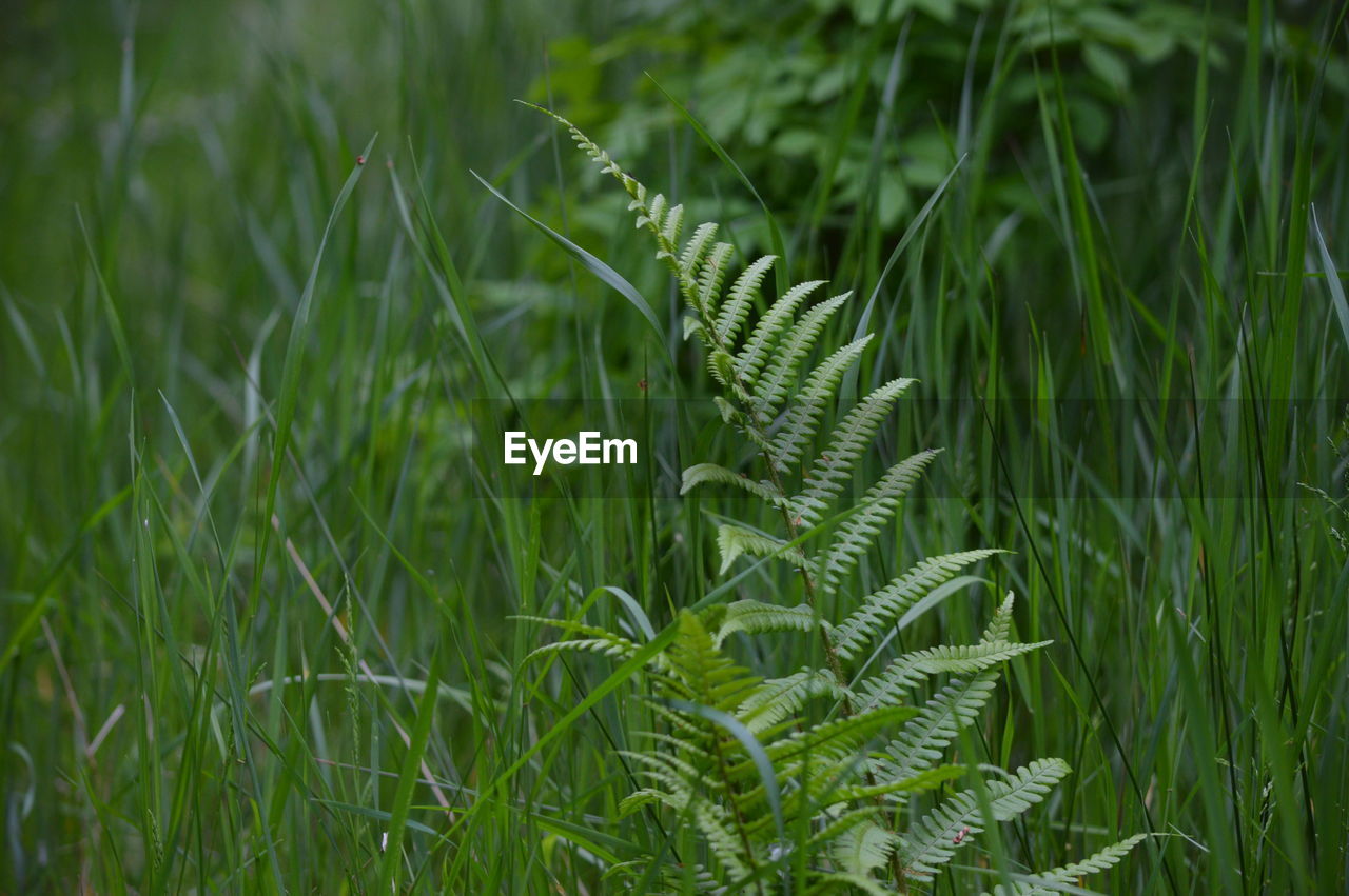 Close-up of fern growing on field