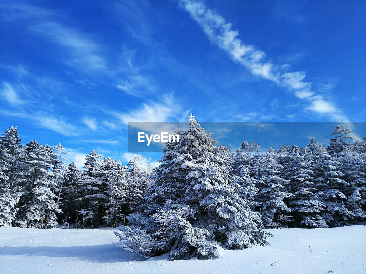 Snow covered trees against blue sky