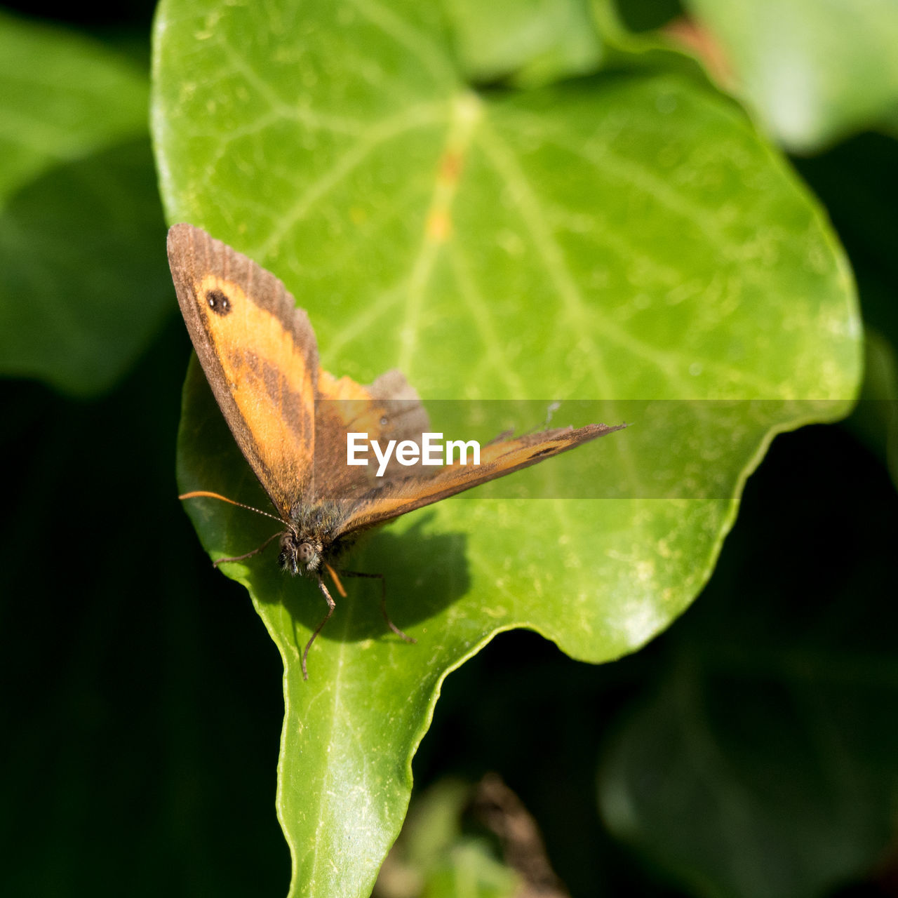 CLOSE-UP OF BUTTERFLY ON PLANT