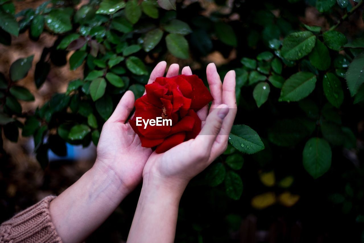 Cropped hand holding rose on plant