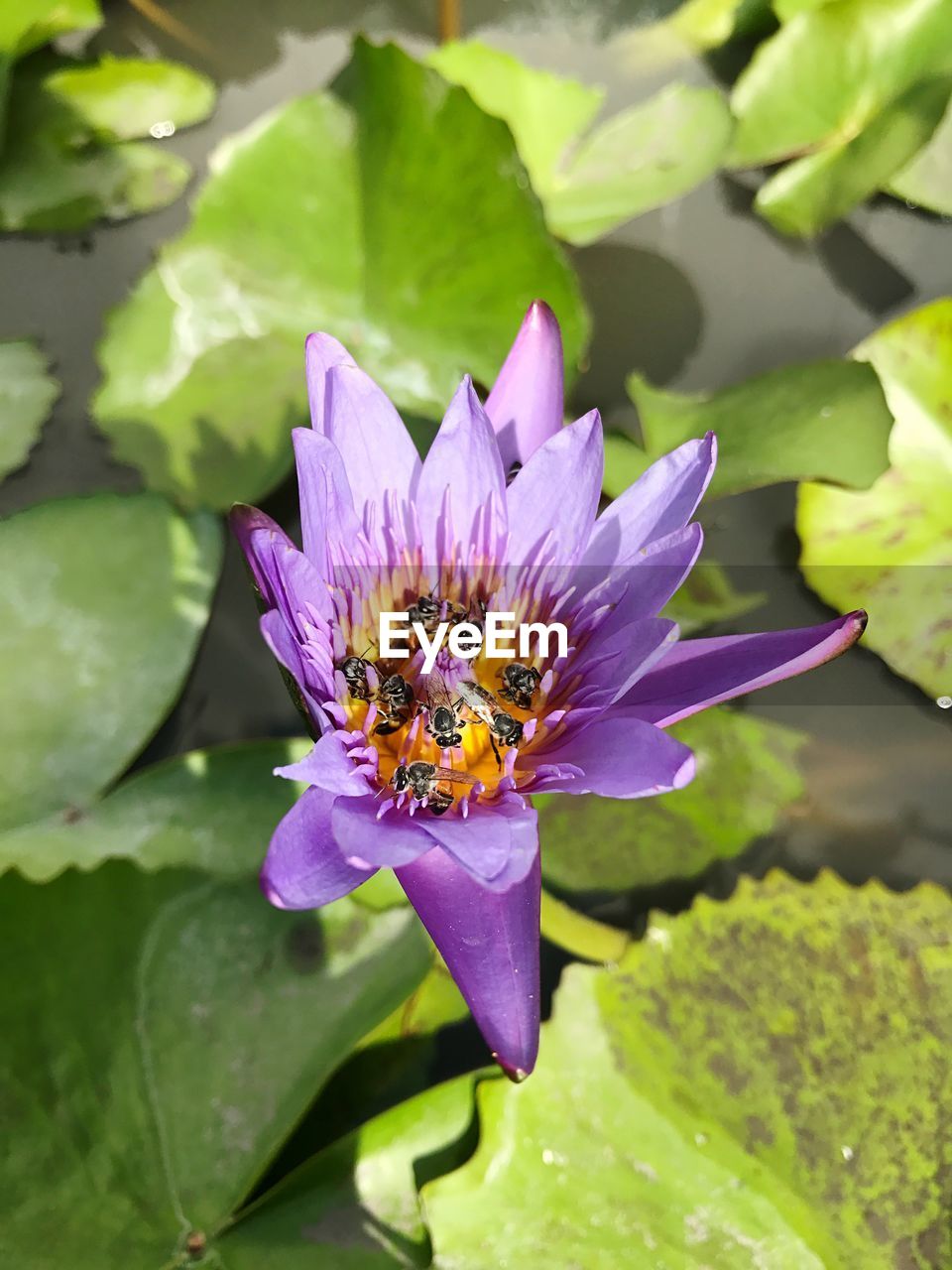 CLOSE-UP OF BUMBLEBEE POLLINATING ON PURPLE WATER LILY