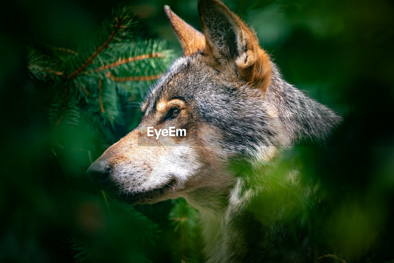 close-up portrait of a dog